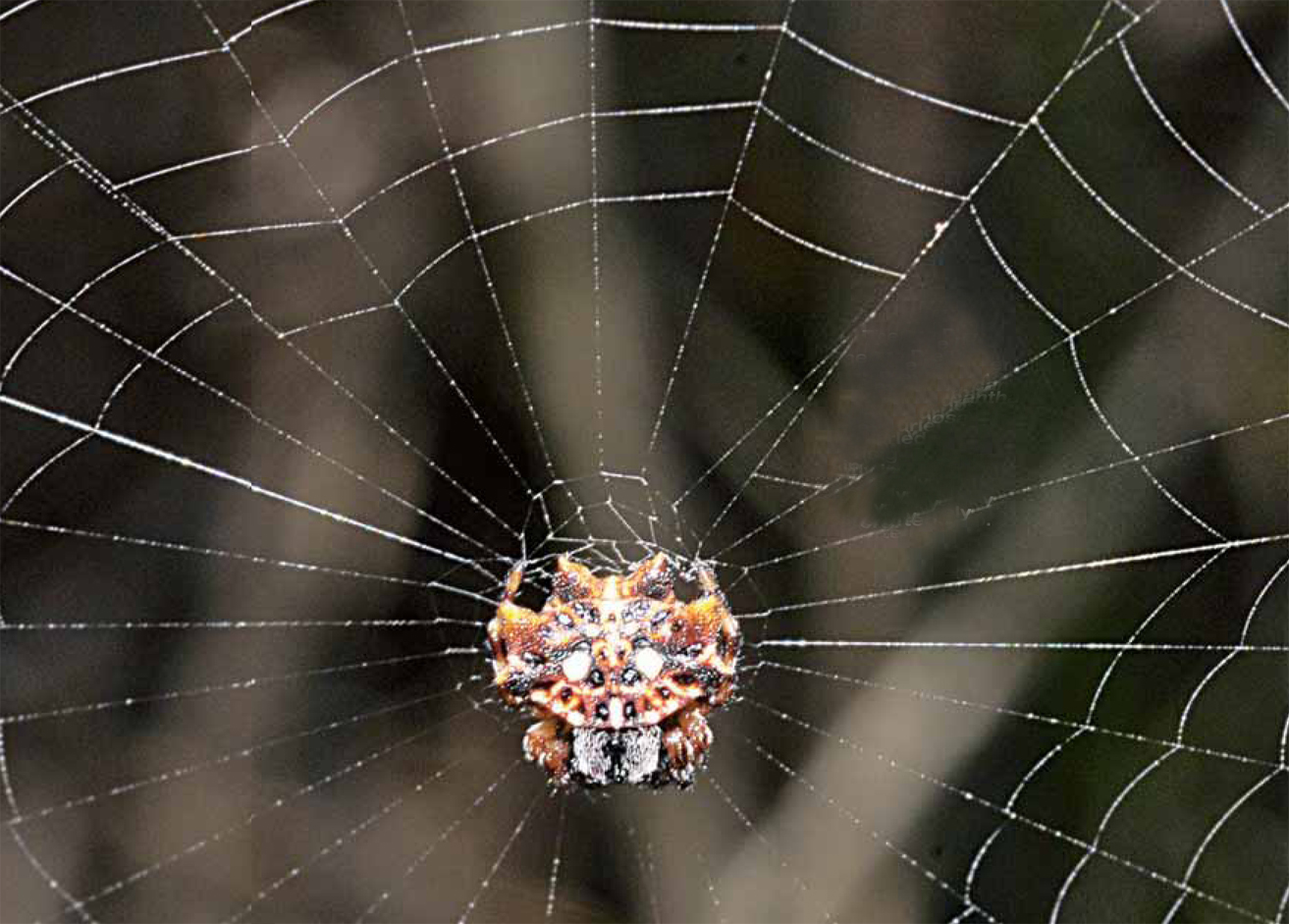 Jewels in my Backyard: Amazing Spiders of Andamans